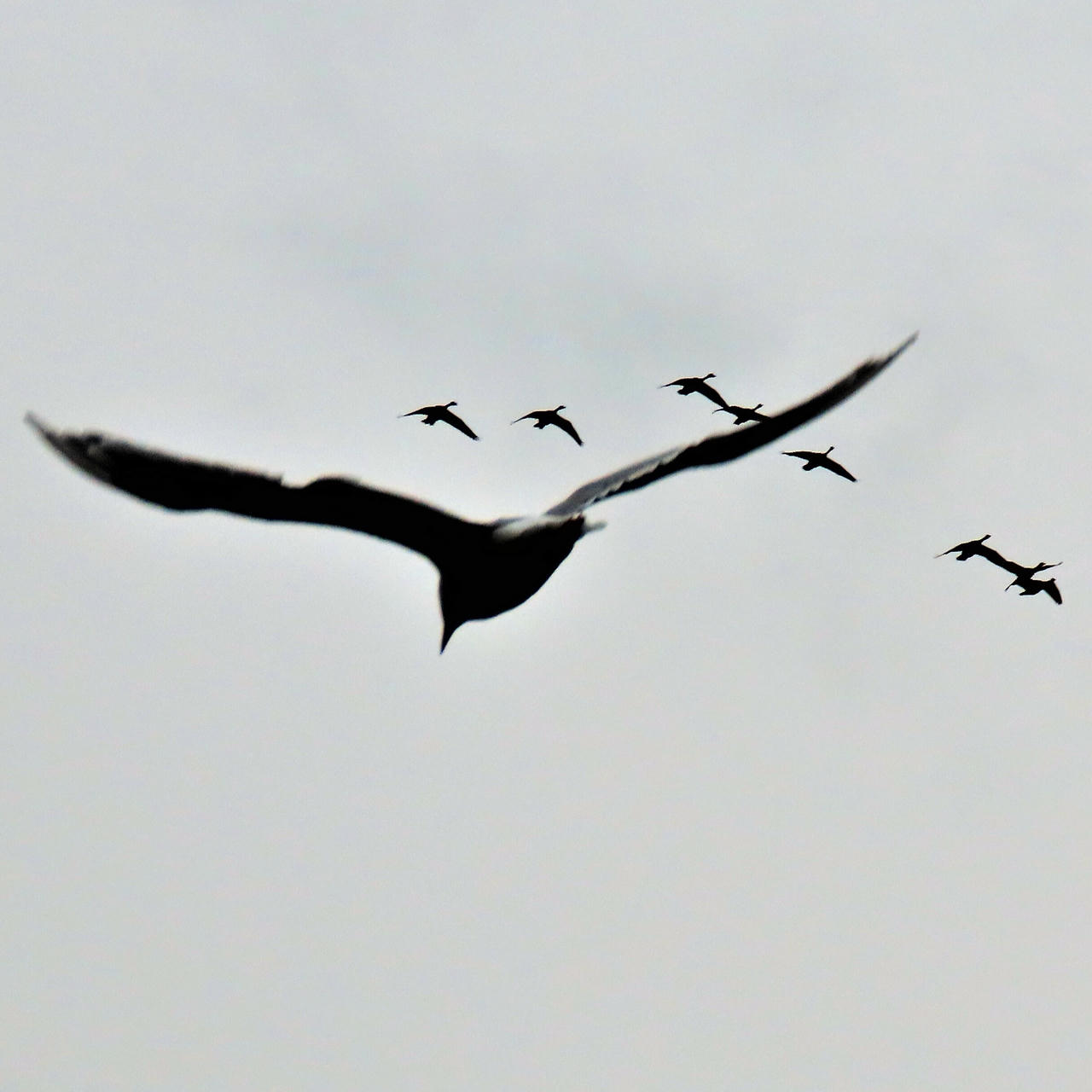 a picture of several birds flying overhead