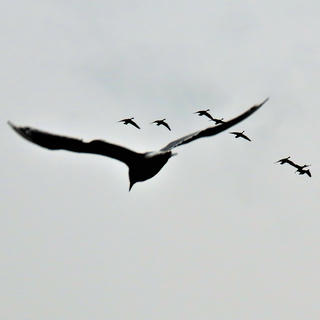 a picture of several birds flying overhead