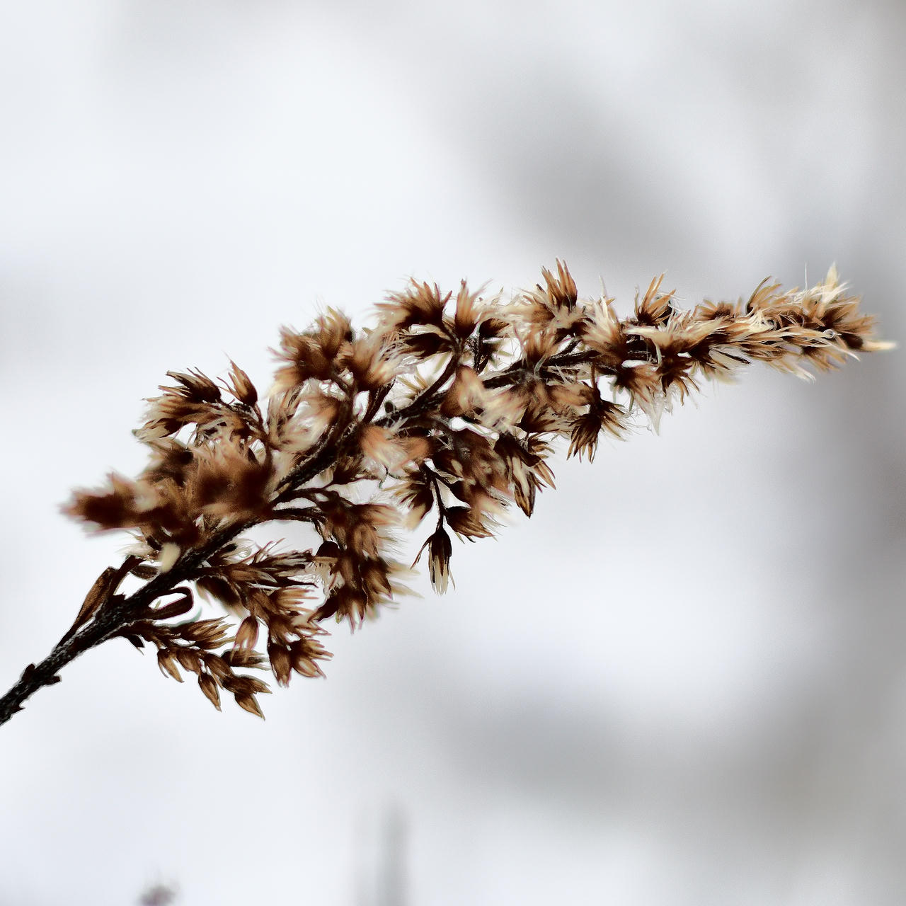 a close up photo of flowers on a plant in a winter setting